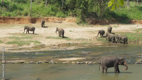 A herd of elephants swimming in the river. Adults and little Asian elephants take a bath in Sri Lanka
