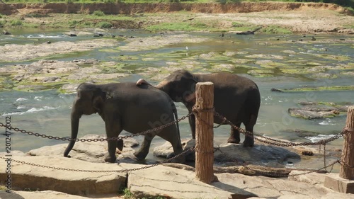 A herd of elephants swimming in the river. Adults and little Asian elephants take a bath in Sri Lanka