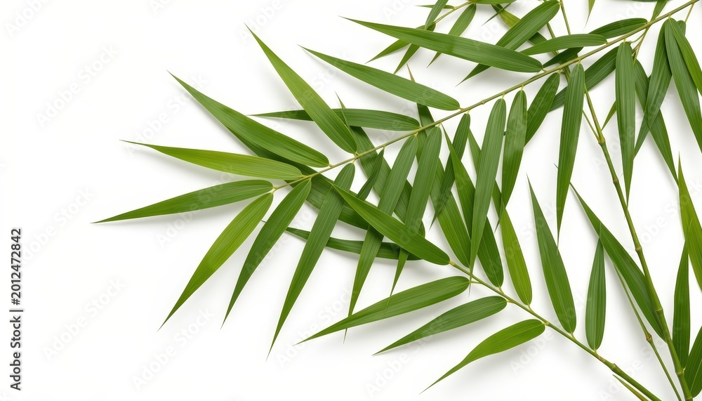 Fototapeta premium Green Bamboo Leaves Botanical Arrangement Isolated on White Background