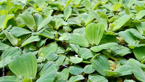 Cuadro en lienzo Fresh green water lettuce (Pistia stratiotes) floating densely on calm water, forming a natural textured pattern