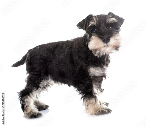 Obraz na płótnie puppy miniature schnauzer