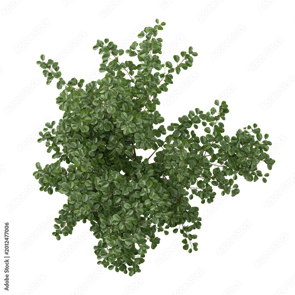 Obraz premium collection of Ficus benjamina plant with realistic style from the top view