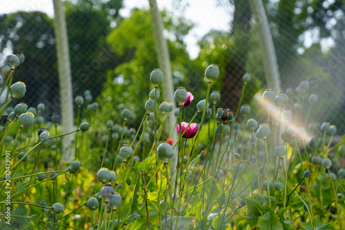 Vászonkép Green poppy seed pods grow in a sunny summer garden with a few pink flowers bloo