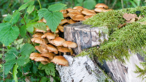 Cuadro en lienzo Close-up of honey fungus (Armillaria mellea) on a birch stump in the forest