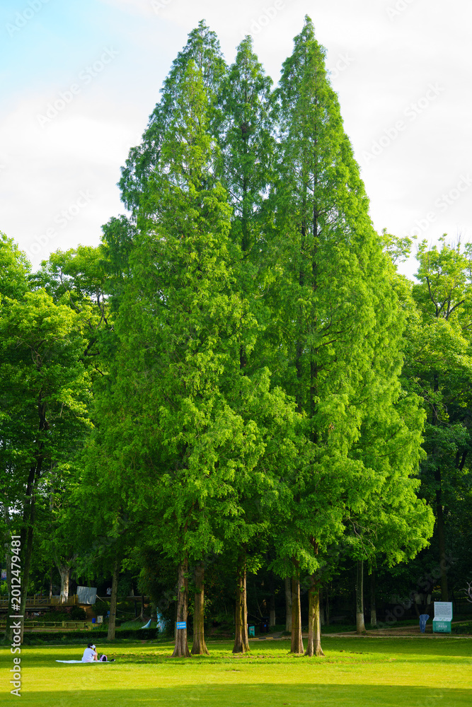 Fototapeta premium A person sits on the grass under a group of tall green trees in a sunny public park during a peaceful afternoon outdoors