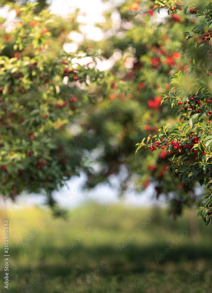 Fototapeta premium Sour cherry farm in an orchard close up