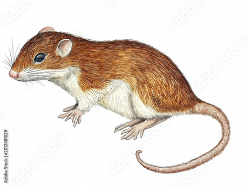 Detailed illustration of a small bicolored shrew, with brown fur on its back and white fur on its belly, featuring fine whiskers and delicate paws on a clean white background, showcasing its distinct