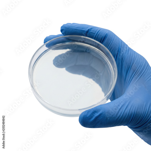 Obraz na plátně Hand in blue nitrile glove holding a petri dish