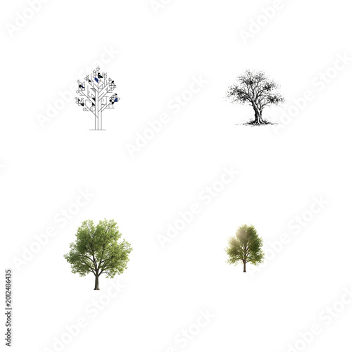 Four diverse tree illustrations line art sketch and realistic renderings isolated on transparent background