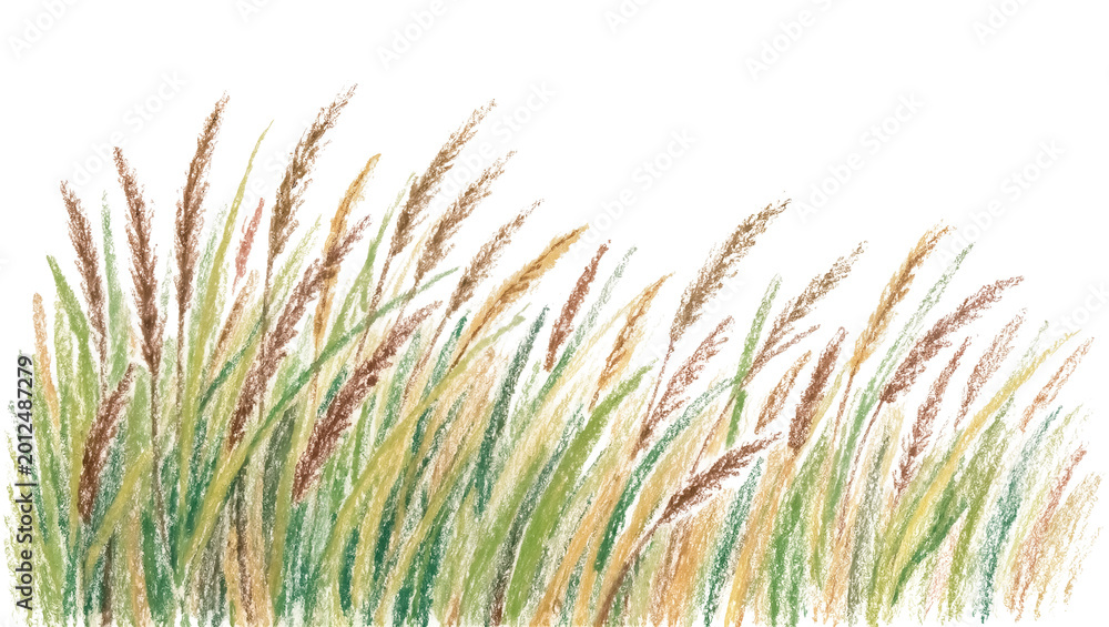Fototapeta premium Tall wild grass stalks with feathery seed heads, isolated on transparent background