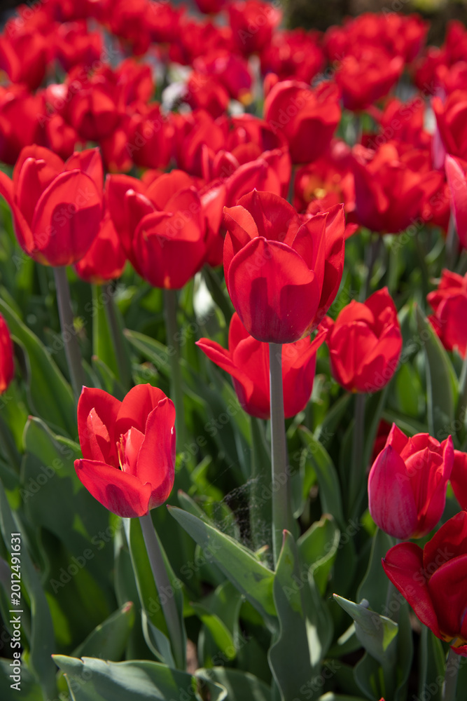 Fototapeta premium Bright red tulips in full bloom on a sunny day.
