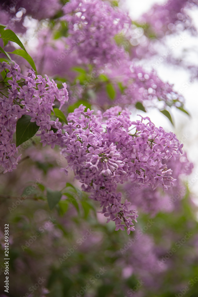 Obraz premium Beautiful lush cluster of violet lilac blossoms with green leaves in a garden. Natural spring background with soft bokeh, perfect for botanical themes and floral designs.