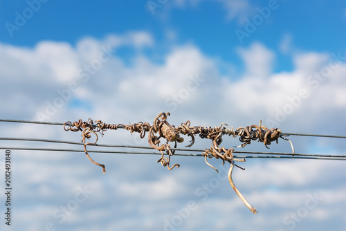 Fotografi Cut vines crook on the guide wire in the vineyard