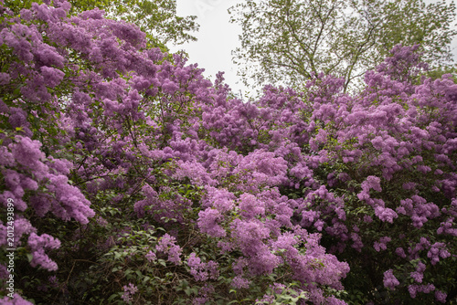 Foto A wide shot of a magnificent purple lilac shrub in full bloom standing on a green lawn