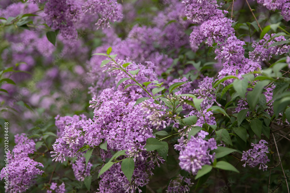 Obraz premium Close-up of lush lilac branches with a blurred natural background. High-resolution stock image for botanical themes, landscaping layouts, and decorative floral headers.