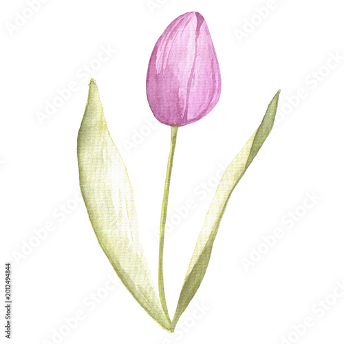 Obraz na płótnie tender pink tulip isolated on white background, hand drawn watercolor element