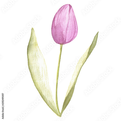 Foto tender pink tulip isolated on white background, hand drawn watercolor element