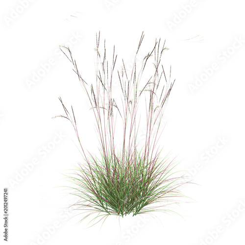 collection of Littile bluestem plant with realistic style