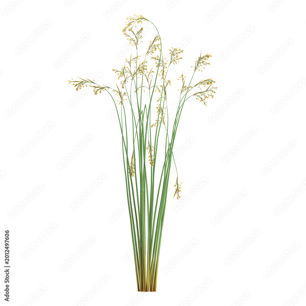 Fototapeta premium collection of Mustard plant with realistic style