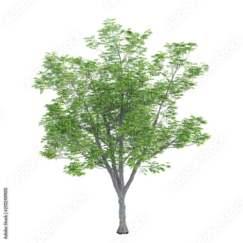 Obraz na plátně collection of Ohio buckeye plant with realistic style