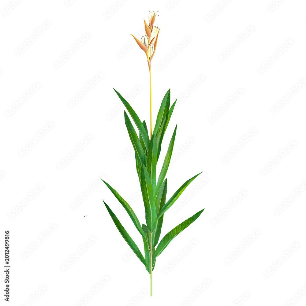 Fototapeta premium collection of Pitcairnia prolifera plant with realistic style