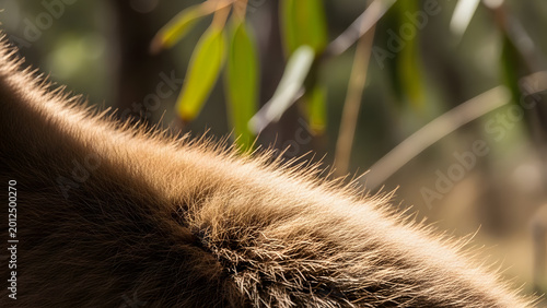 Close up of a fuzzy brown caterpillar on a green leaf