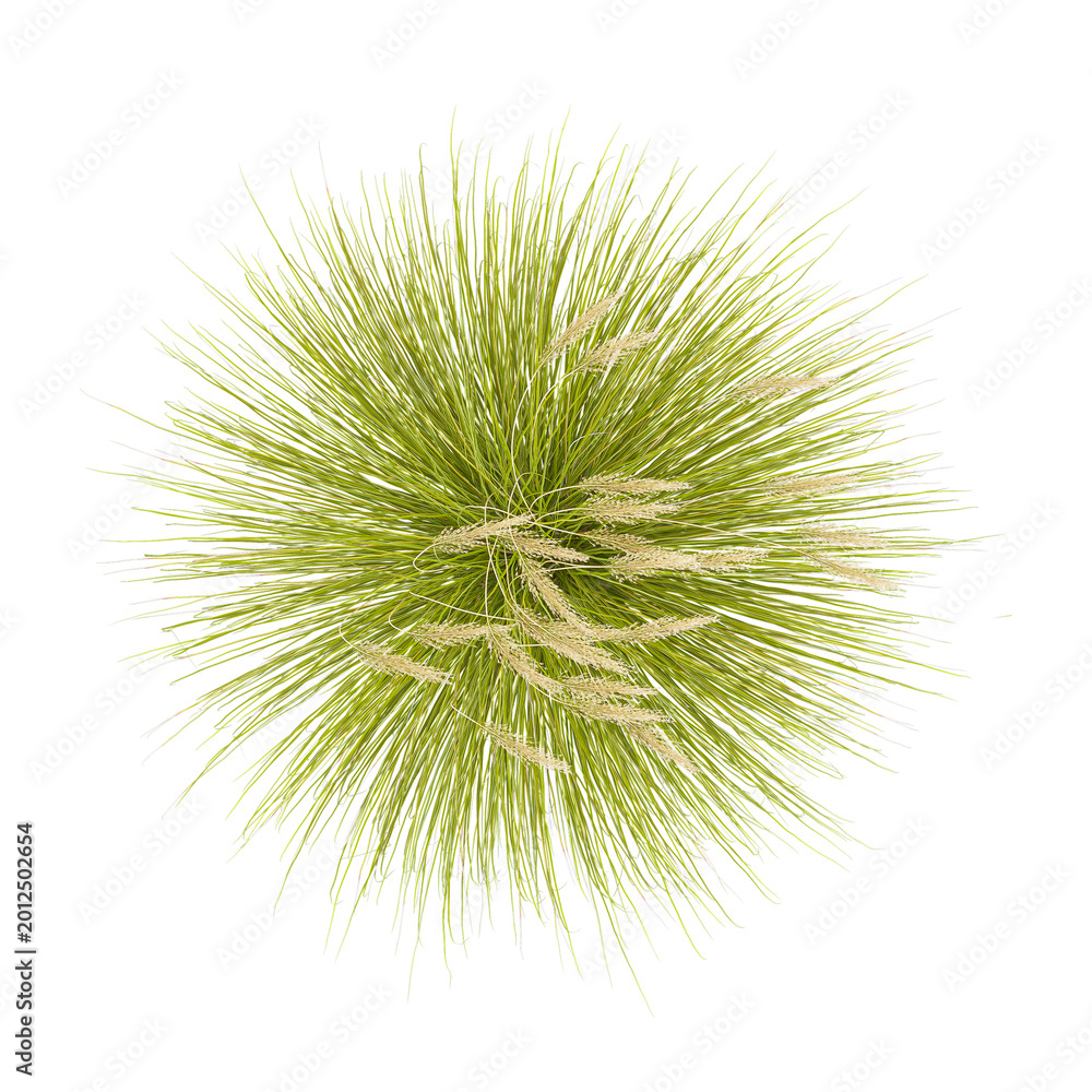 Fototapeta premium collection of toetoe grass plant with realistic style from the top view