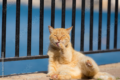 Photography A tabby cat grooming itself while sitting on a promenade along the Mediterranean