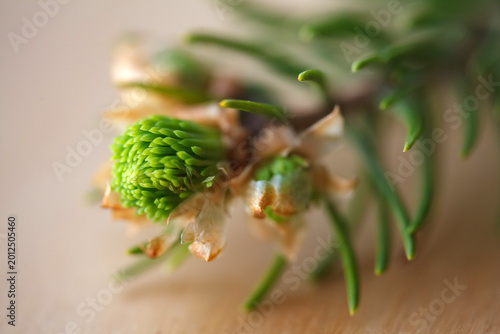Macro shot of a young spruce tree bud opening. Close-up of a coniferous bud with scales, forestry and spring nature awakening concept.