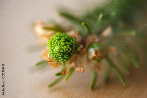 Macro shot of a young spruce tree bud opening. Close-up of a coniferous bud with scales, forestry and spring nature awakening concept.