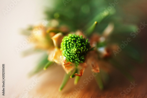 Macro view from above of a young spruce tree bud starting to bloom. Close-up of a coniferous bud opening, forestry and spring nature awakening concept.