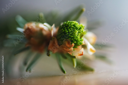 Extreme macro shot of a young spruce tree bud opening. Close-up of a coniferous bud with scales, spring forestry and nature growth concept.