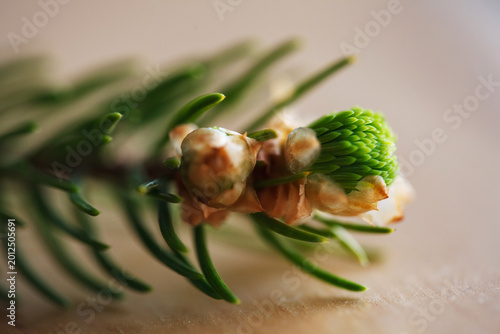Macro shot of a young spruce tree bud opening. Close-up of a coniferous bud with scales, spring forestry and nature awakening concept.