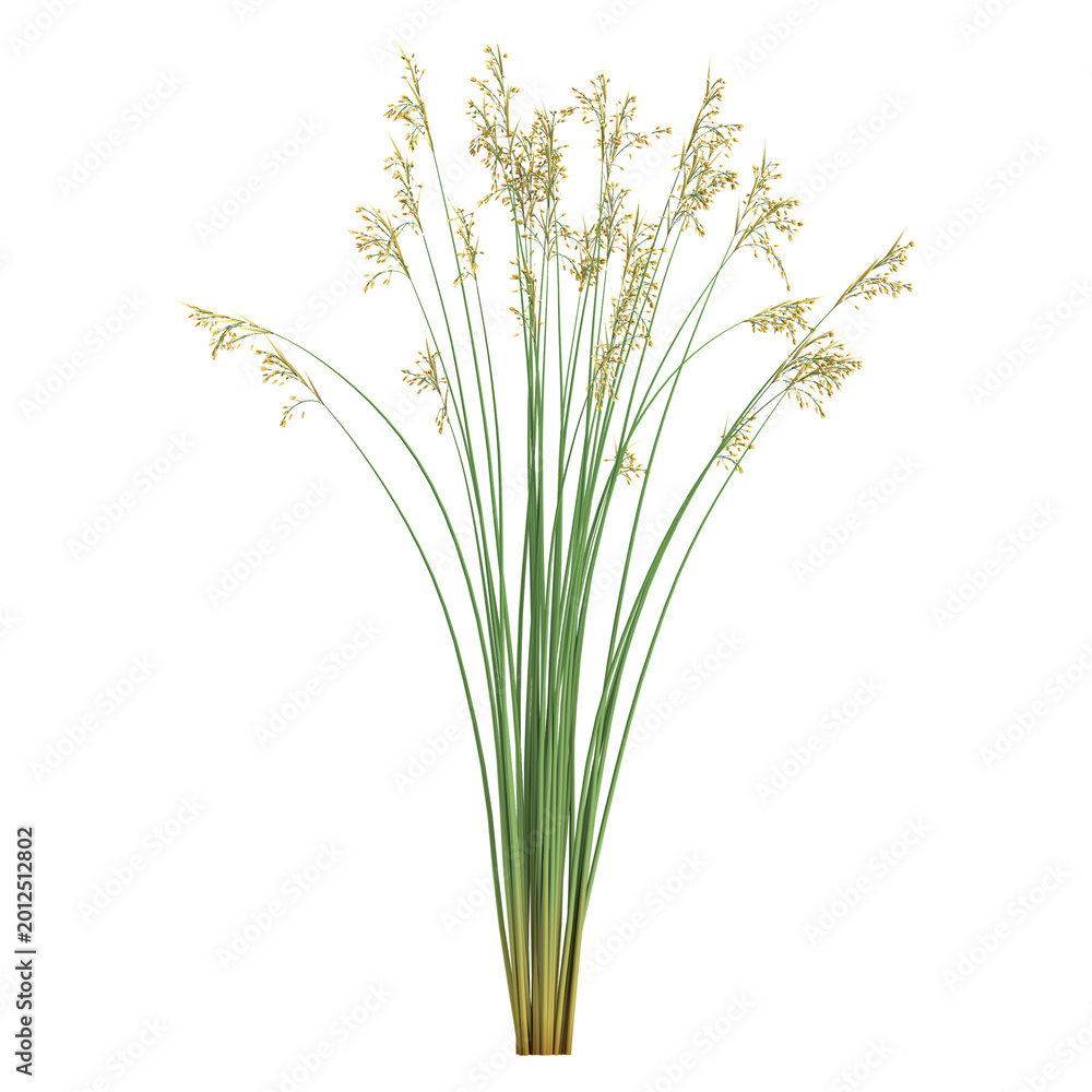 Fototapeta premium Isolated Mustard plant on transparent canvas