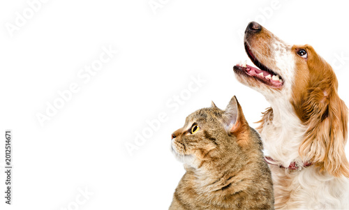 Domestic cat and cocker spaniel dog looking up curiously, cropped for copy space on transparent background.