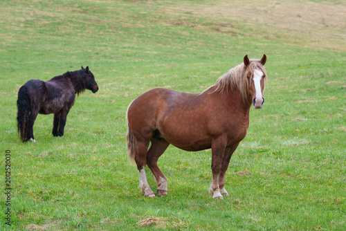 two horses on a meadow