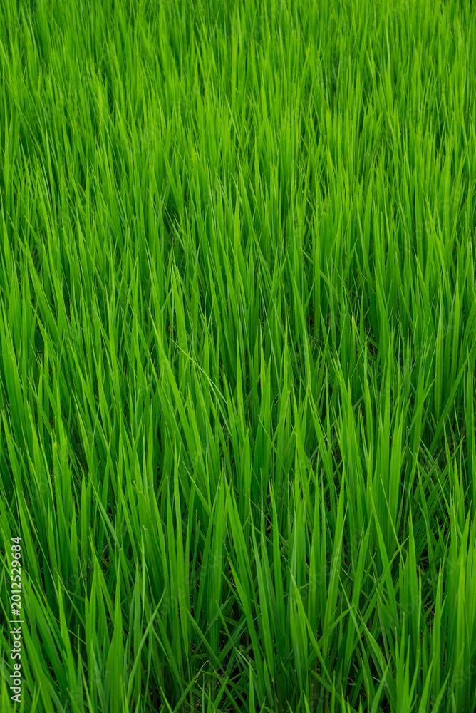 Obraz premium Top View of Dense Green Rice Plants Texture in a Summer Paddy Field