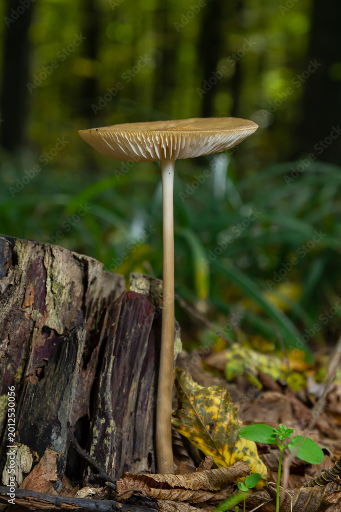 Fototapeta premium Oudemansiella radicata mushroom growing from decaying wood in a forest during autumn