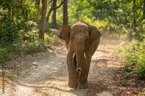 Young Asian elephant tusker walking head on in Jim Corbett National Park