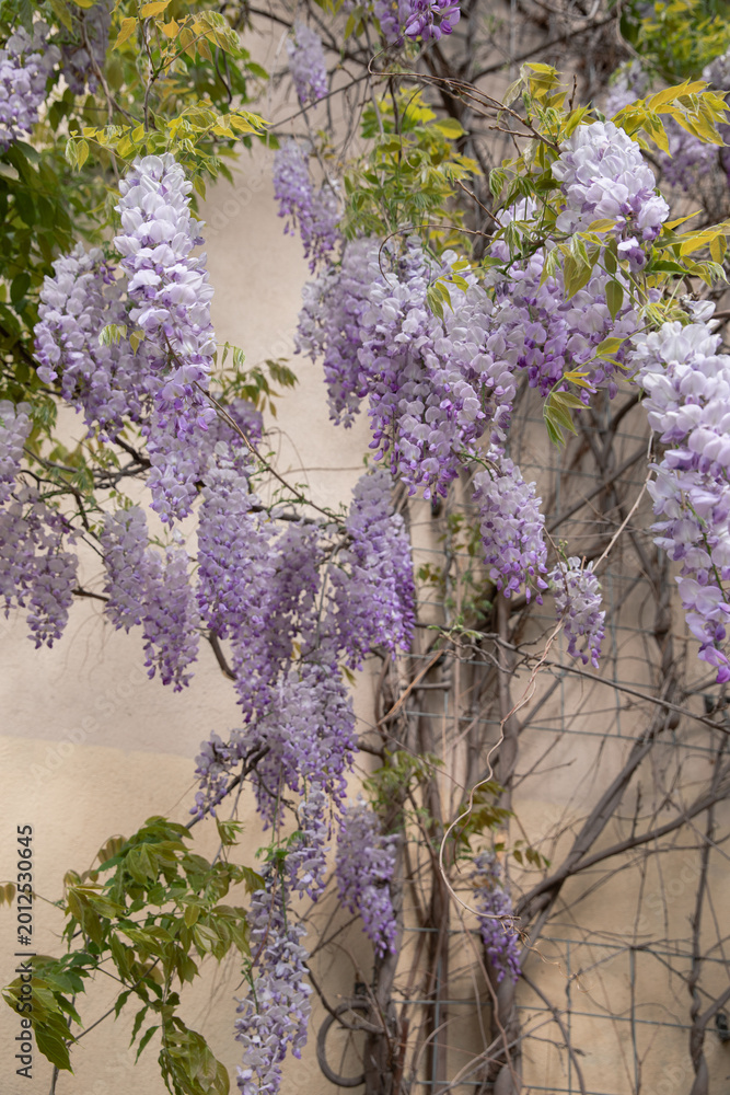 Obraz premium Vertical composition of blooming wisteria flowers wrapped around a tree trunk in a sunny spring garden. Suitable for natural backgrounds, botanical themes, landscaping inspiration, and decorative