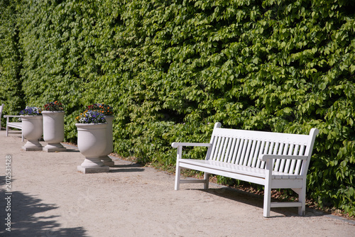 White park bench beside manicured green hedges in a sunny botanical garden. Great for themes of peaceful recreation, urban parks, gardening, landscaping, and wellness lifestyle. High quality 