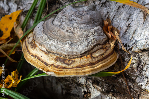 Fomitopsis pinicola, is a stem decay fungus common on softwood and hardwood trees. Its conk fruit body is known as the red-belted conk. The species is common throughout temperate Europe and Asia
