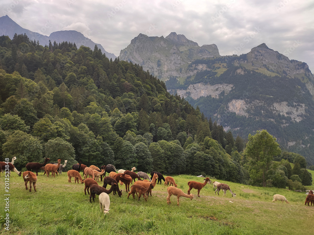Fototapeta premium Herd of alpacas grazing on a green meadow in the Swiss Alps surrounded by dense forest and rocky mountain peaks. Peaceful alpine landscape under a cloudy sky, ideal for travel, farming.