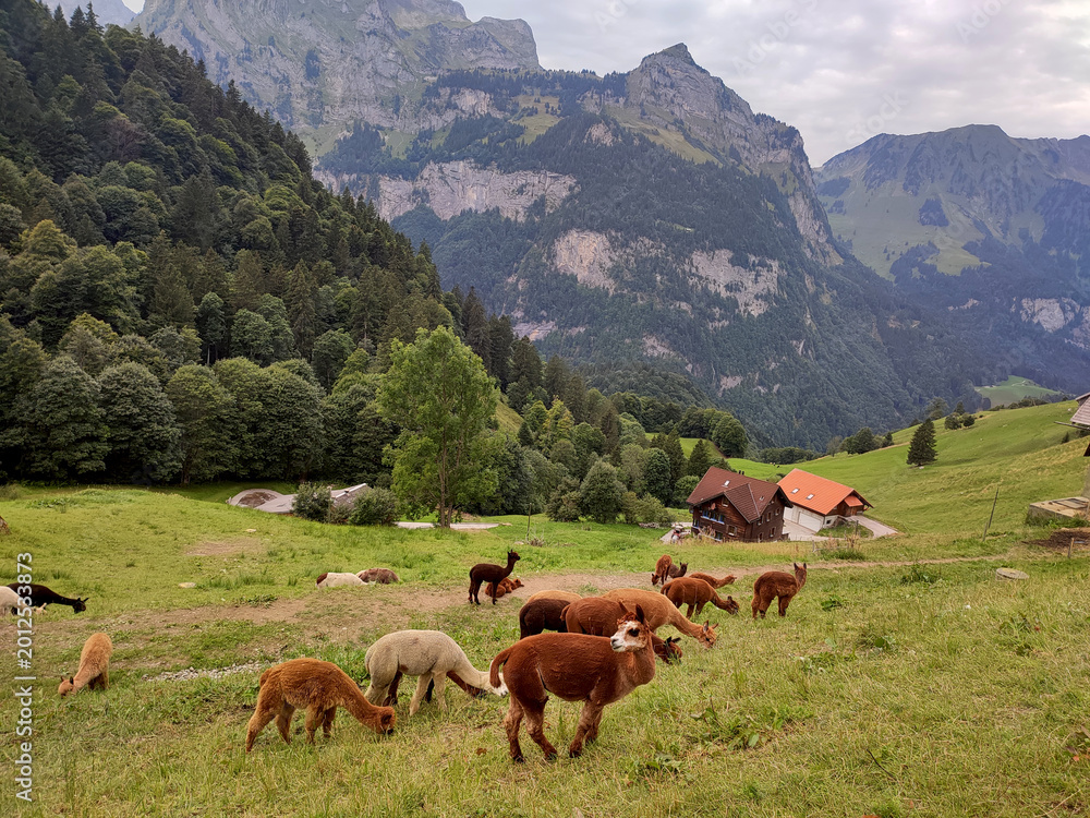 Obraz premium Colorful alpacas grazing on a green hillside with traditional alpine houses and majestic Swiss mountains. Countryside landscape with forests and dramatic rocky peaks under a cloudy sky.
