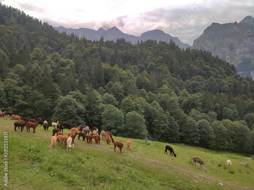 Herd of alpacas grazing on a green hillside with dense forest and dramatic mountain peaks in the background. Peaceful alpine countryside landscape under a cloudy sky.