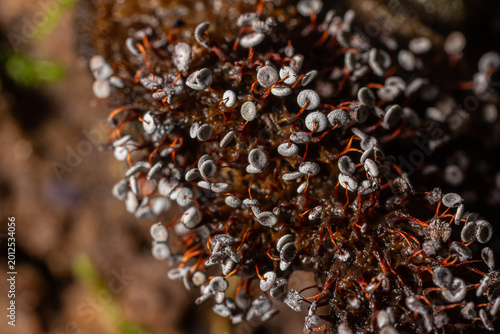 Foto Stalked slime mold Didymium squamulosum thriving on decaying organic matter in a