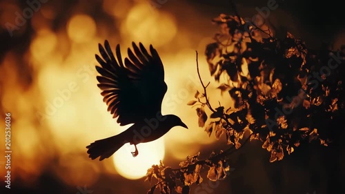 Bird Silhouette Flying at Golden Sunset Cinematic Nature Background