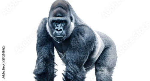 A large western lowland gorilla standing on all fours looking forward with a transparent background