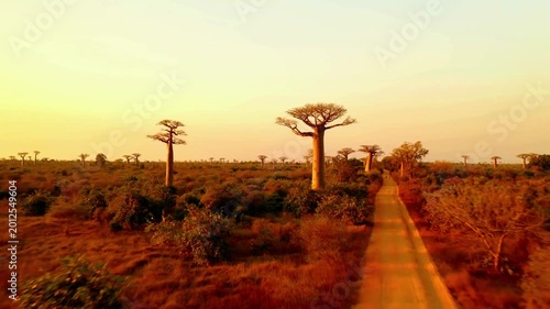 Wide-angle aerial footage of Madagascar’s unique Baobab trees and wilderness under a warm, glowing evening sky.
