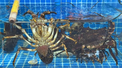 Big cancer in the aquarium on the market. Big lobster